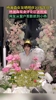 杨瀚森女友在社媒晒出23岁生日照 网友从窗户剪影看到小杨